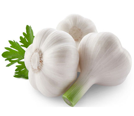 Garlic